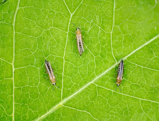 Trips op een blad, geobserveerd tijdens veldscouting